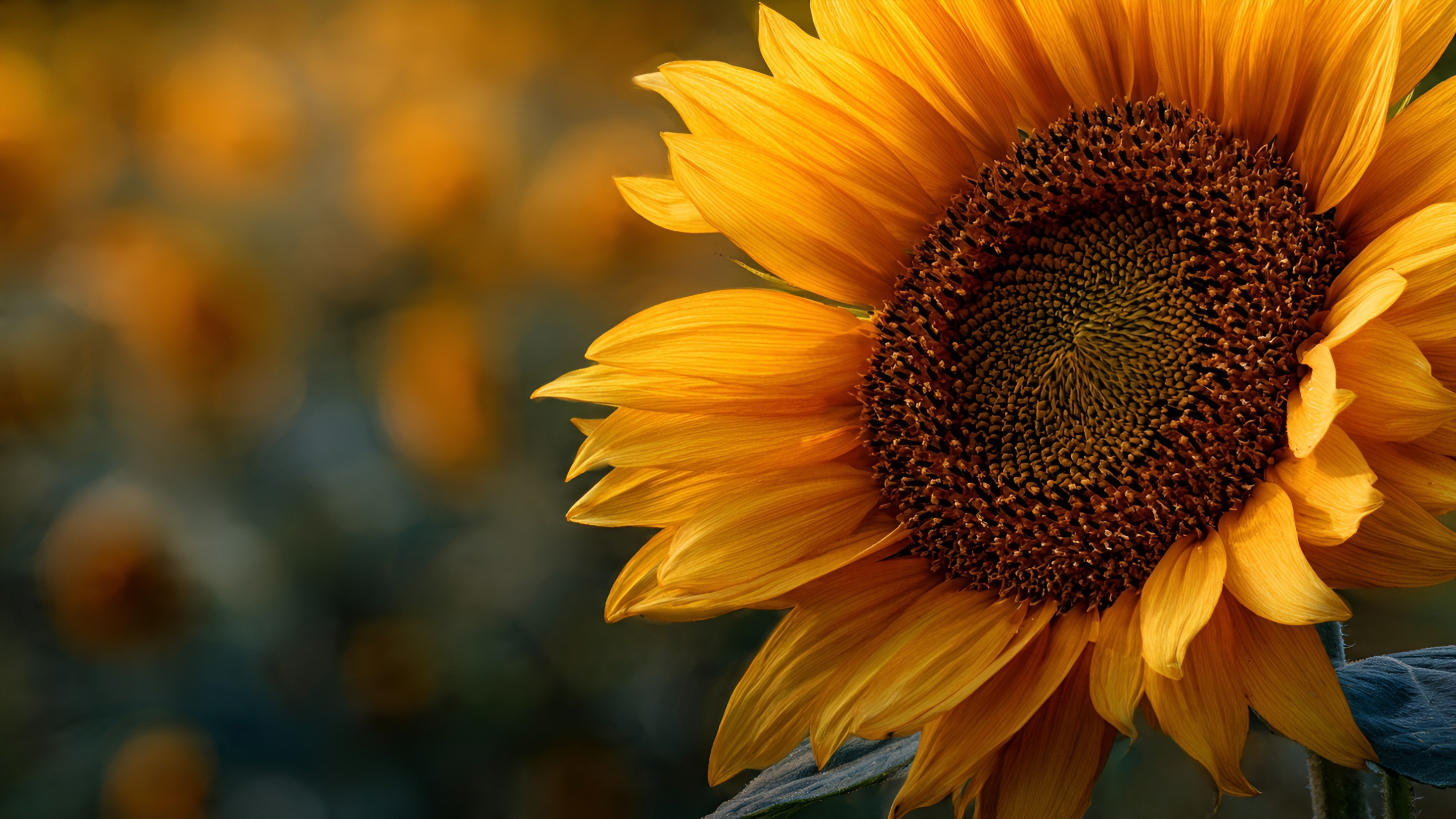 Cinematic moody sunflower